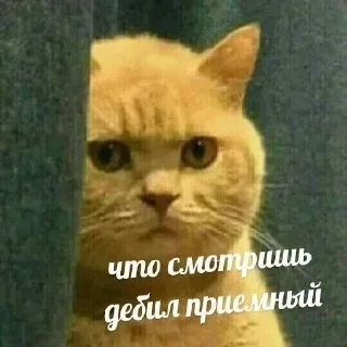 😾