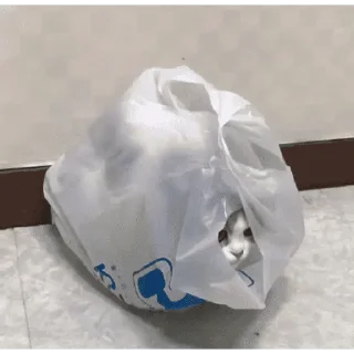 🐱
