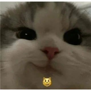 🤪