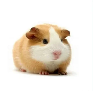🐹
