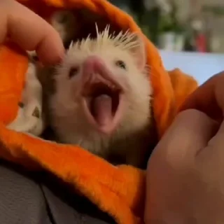 🤩