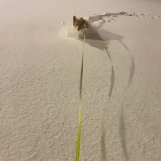 🤪