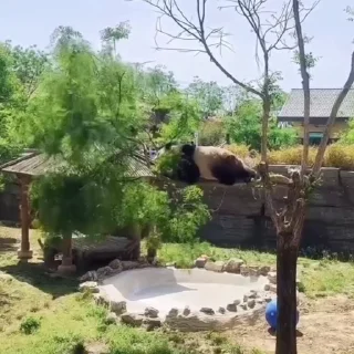 🐼