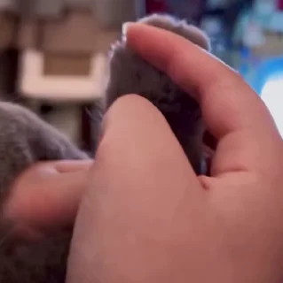 🐱