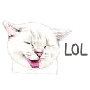 😹