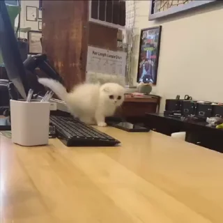 🐾