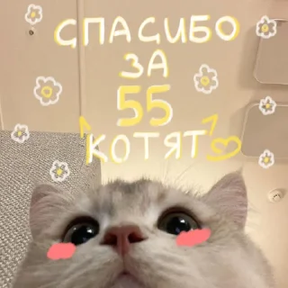 🐱