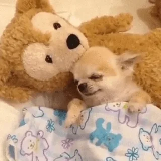 🐶