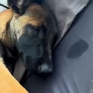 🐶