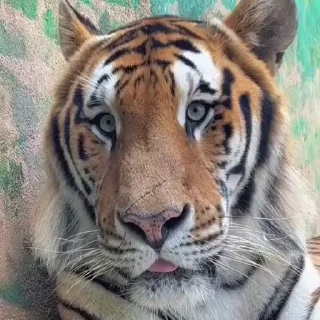 🤩