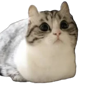 🫥