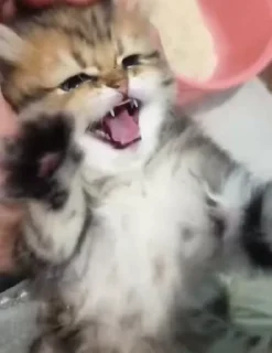🌟