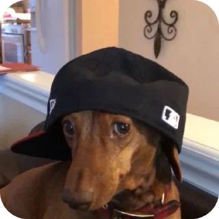 🐶