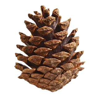 🌲