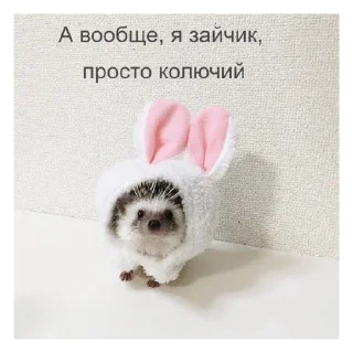 🐰