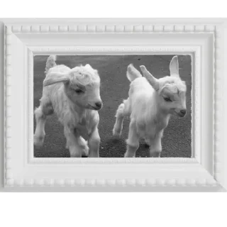 🐑