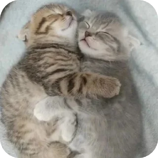🐱