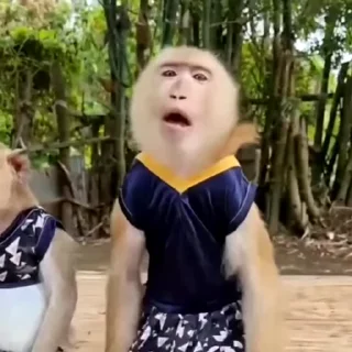 🙉