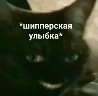 😼