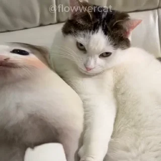 😠