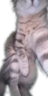 😺