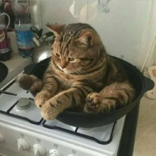 🐈