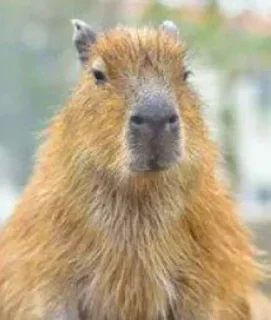 🐗