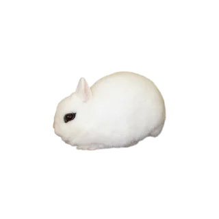 🐱