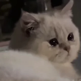 😭