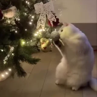 🌟