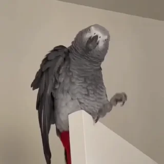 🤩