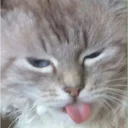 😺