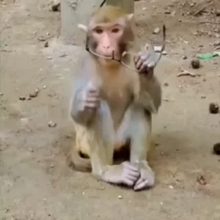 🥸
