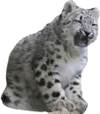 😾