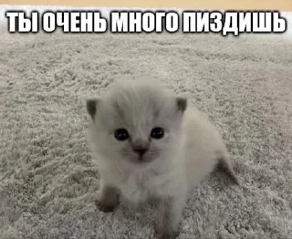 😺