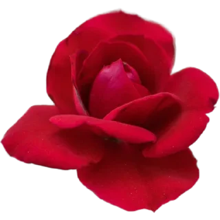 🌹