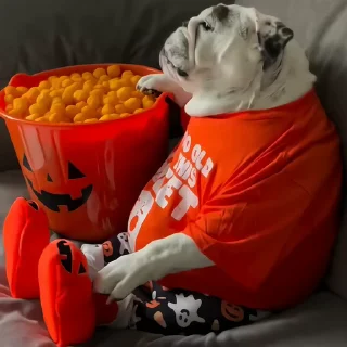 🐶