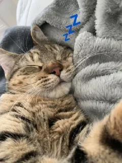 💤