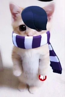 🐱