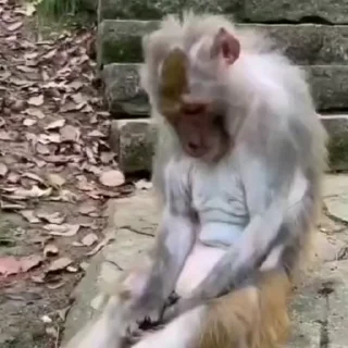 🐵