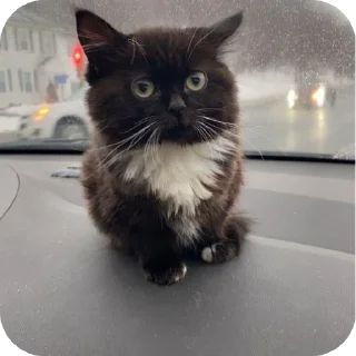 🐱