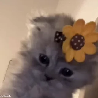 🌼