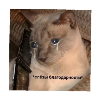 🥺