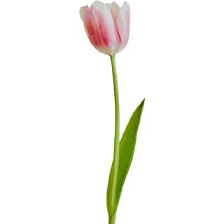 🌷