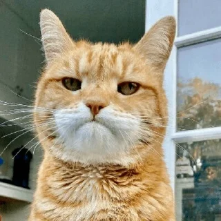 🐈