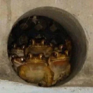 🐸