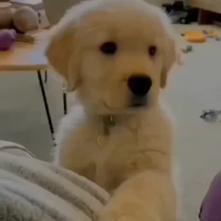 🐾