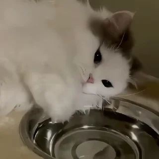 😸