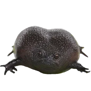 🐸