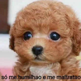 🐶